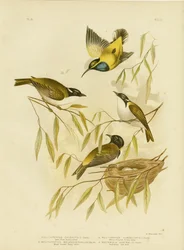 Méliphage de la rivière Swan, 1891