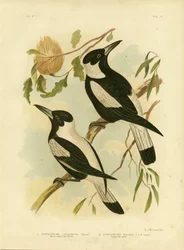 Pie-Grièche à Dos Blanc, 1891