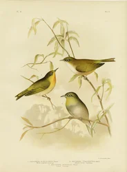 Zostérops à poitrine blanche ou œil blanc de Norfolk, 1891