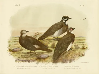 Pigeon des rochers à plumes blanches, 1891