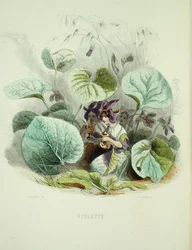 La violette, de 