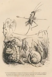 Criquet jouant de la trompette devant une tortue, un escargot et des limaces. Au-dessus de lui, un autre criquet équilibriste marche sur un fil. Vignettes illustrées par JJ Granville. Gravure signée Godard dans la partie intitulée "Les aventures d