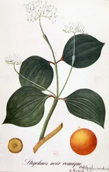 Feuille, fleurs et fruit de strychnos (noix vomique ou nux vomica) - dans "Fleurs animées" par Grandville, n.d. 19e siècle