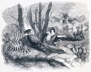 Philomèle et Progne - Fables de La Fontaine