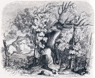 Le cerf et la vigne - Fables de La Fontaine