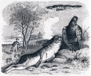 Le lièvre et la perdrix - Fables de La Fontaine