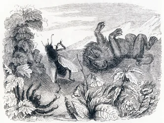 Le lion et le moucheron - Fables de La Fontaine