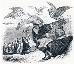 Les vautours et les pigeons - Fables de La Fontaine