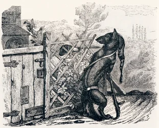 Le loup et le chien maigre - Fables de La Fontaine