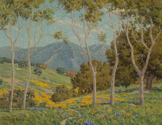 Coquelicots et eucalyptus