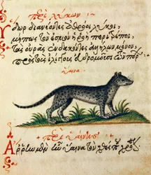 Traité sur la Hyène, texte et miniature de De animalium natura et proprietate libellus, par Aelianus