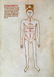 Chirurgie : représentation du corps humain. Miniature dans le « Liber notabilium Philippi septimi francorum regis, a libris Galieni extractus » écrit par Gui (Guy) de Pavia