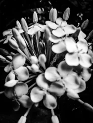 Fleur nº 25, 2025 (photo)
