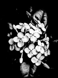 Fleur nº 26, 2025 (photo)