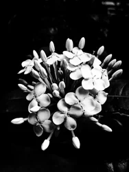 Fleur nº 27, 2025 (photo)