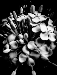 Fleur nº 28, 2025 (photo)