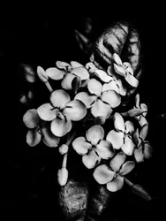 Fleur nº 29, 2025 (photo)