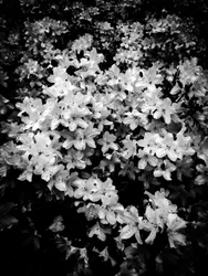 Fleur nº 2, 2025 (photo)