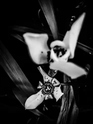 Fleur nº 31, 2025 (photo)