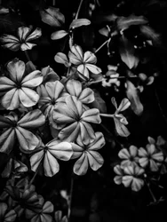 Fleur nº 33, 2025 (photo)