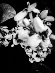 Fleur nº 36, 2025 (photo)