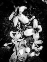Fleur nº 38, 2025 (photo)