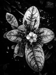 Fleur nº 45 (photo)