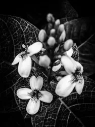 Fleur nº 48 (photo)
