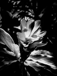 Fleur nº 53 (photo)