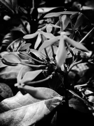 Fleur nº 8, 2025 (photo)