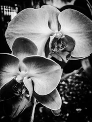 Fleur nº 9, 2025 (photo)