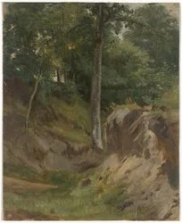 Ruisseau asséché dans la forêt