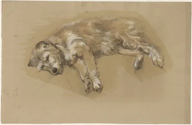 Chien couché