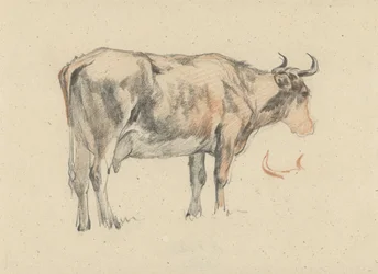 Vache debout, vers la droite