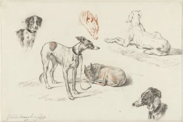 Études de chiens