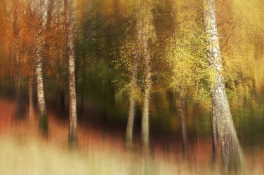La forêt de bouleaux dorés
