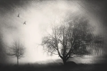 Arbres brumeux et cygnes
