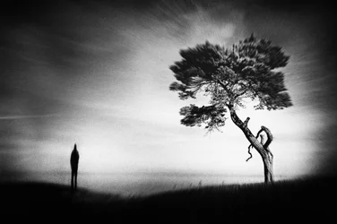 Une silhouette solitaire, un arbre isolé