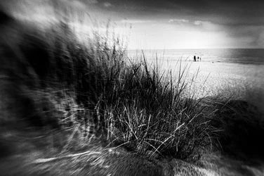 Herbe des dunes balayée par le vent