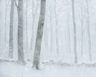 Forêt enneigée en hiver