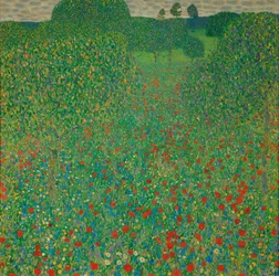Un champ de coquelicots