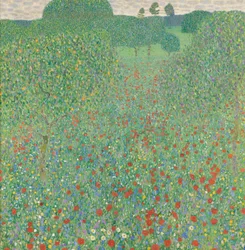 Coquelicot en fleur