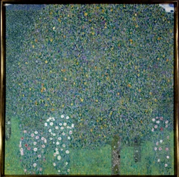Rosiers sous les arbres