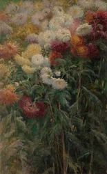 Chrysanthèmes dans le jardin de Petit-Gennevilliers