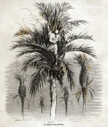 La ligature des palmiers à Elche, dans le but de préserver la blancheur, afin de les tresser, dessin de Gustave Doré (1832-1883), pour illustrer son voyage en Espagne, en 1862, avec Ch. Davillier. Gravure dans "Le tour du monde", édité par Edouard Charton