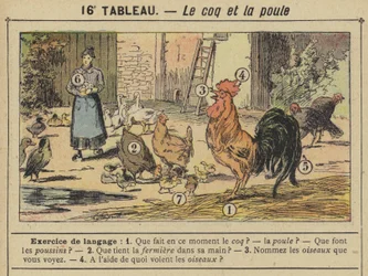 Le coq et la poule