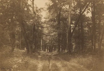 Bas-Bréau, forêt de Fontainebleau, 1849-1852