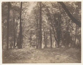 La forêt de Fontainebleau