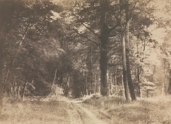 Sentier dans la forêt de Fontainebleau