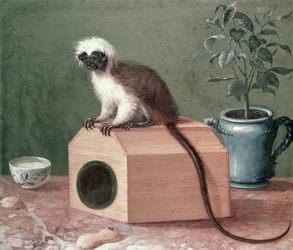 Le Singe favori de Carl Linnaeus (1707-78)